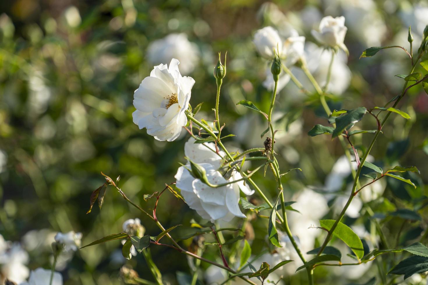 Primer plano de flores rosas blancas sobre un fondo borroso foto