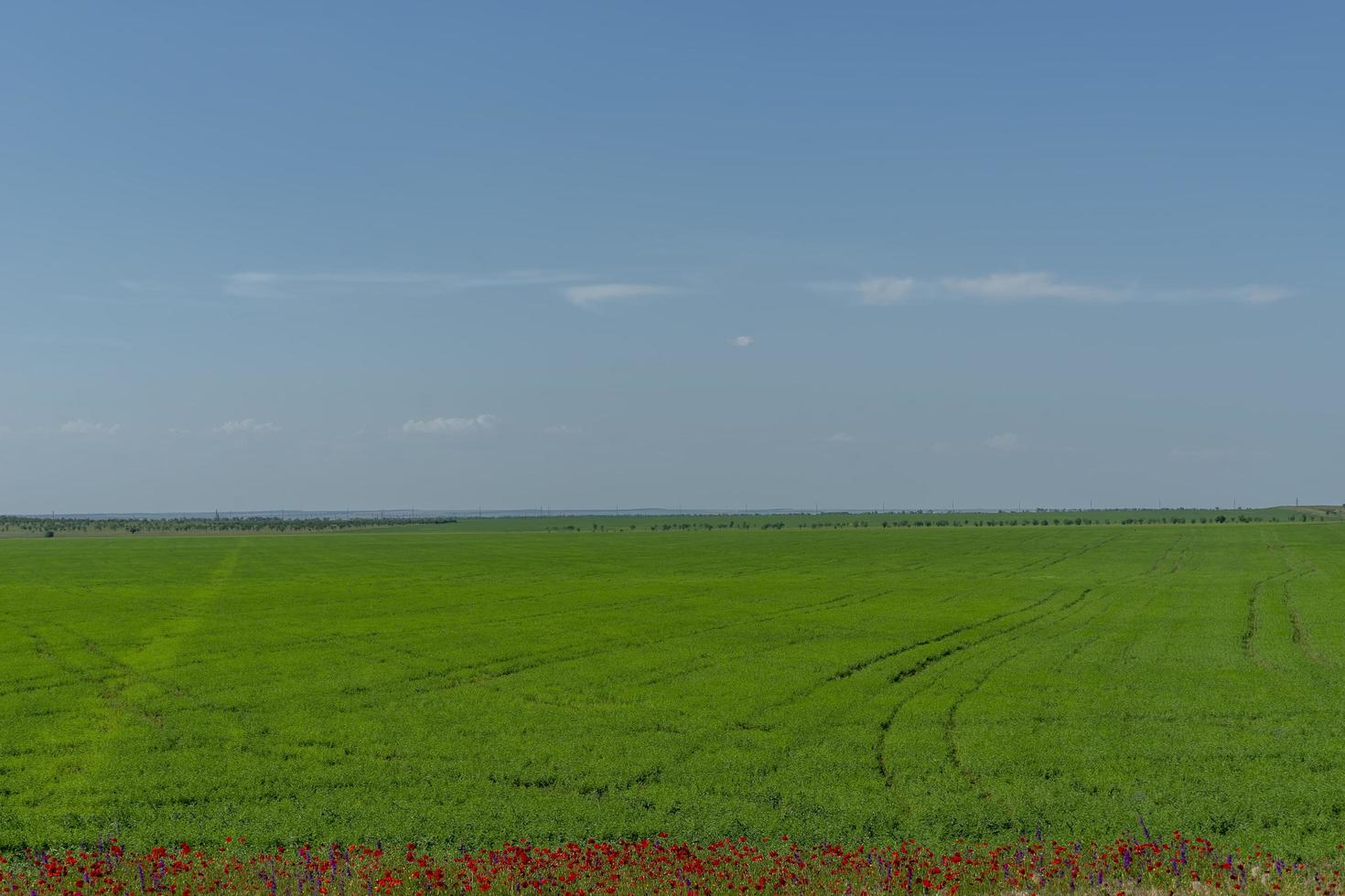 Natural landscape with a green field under a blue sky photo