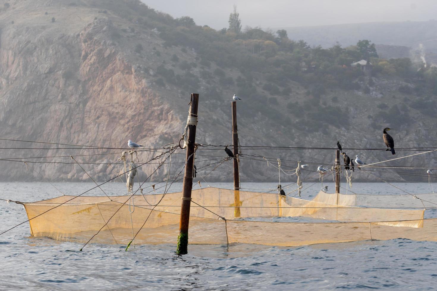 Redes de pesca amarillas sentadas sobre ellos cormoranes y gaviotas foto