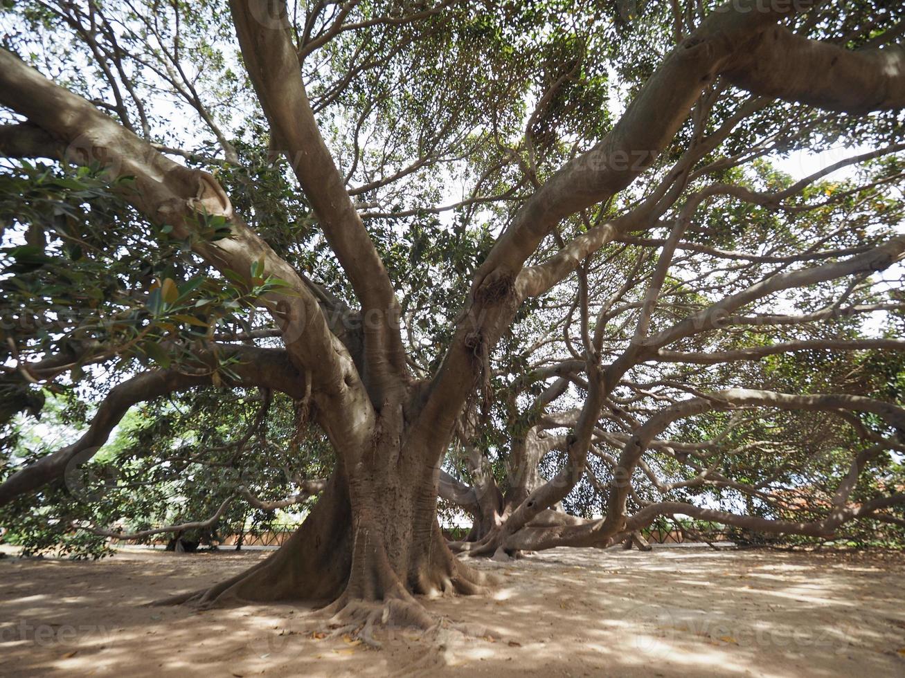 Moreton Bay fig tree photo