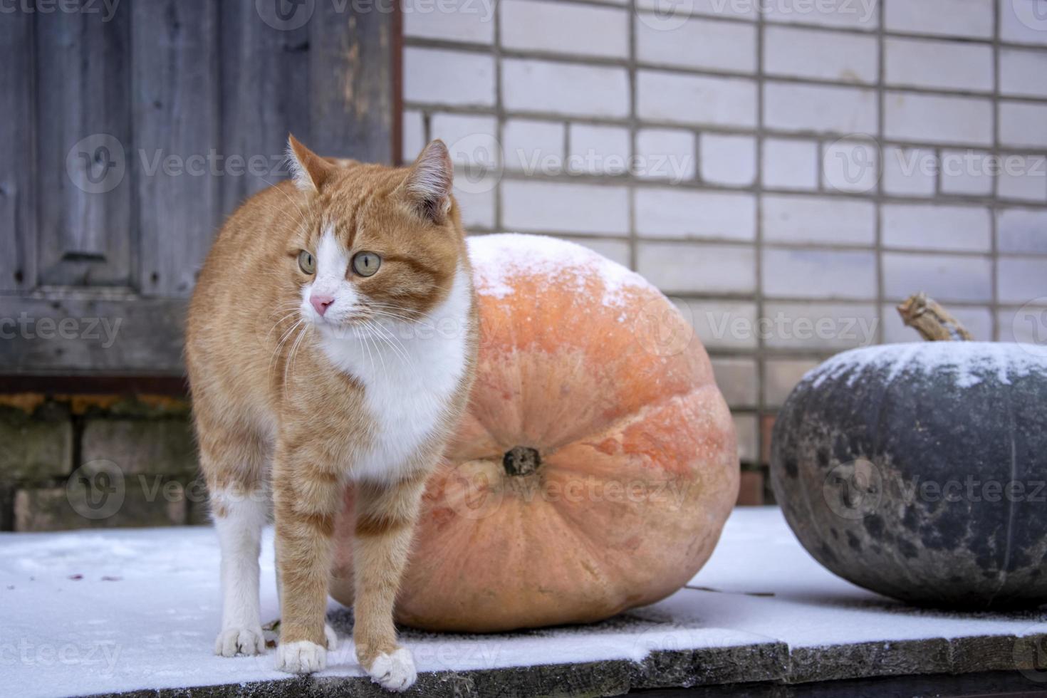 gato rojo camina junto a enormes calabazas. calabazas en la nieve al aire libre. foto