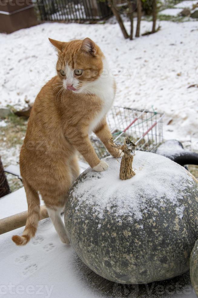 A red cat stands with its paws on a huge pumpkin on a winter day. Pumpkins in the snow in the open air. Vertical background photo