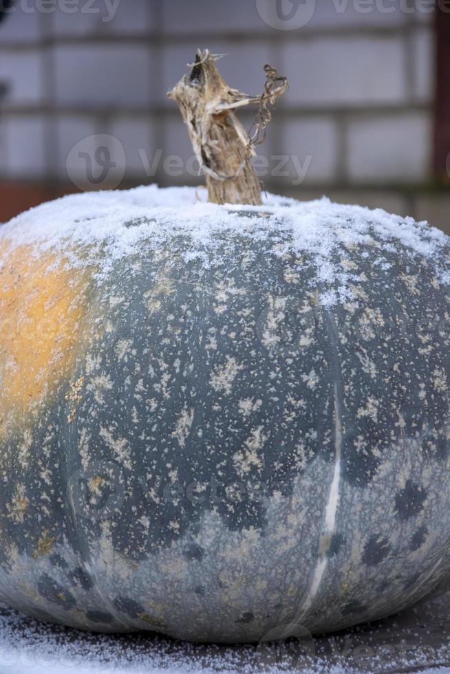 Pumpkins in the snow close-up. The autumn harvest is left outside for the winter. Winter snow-covered background. photo