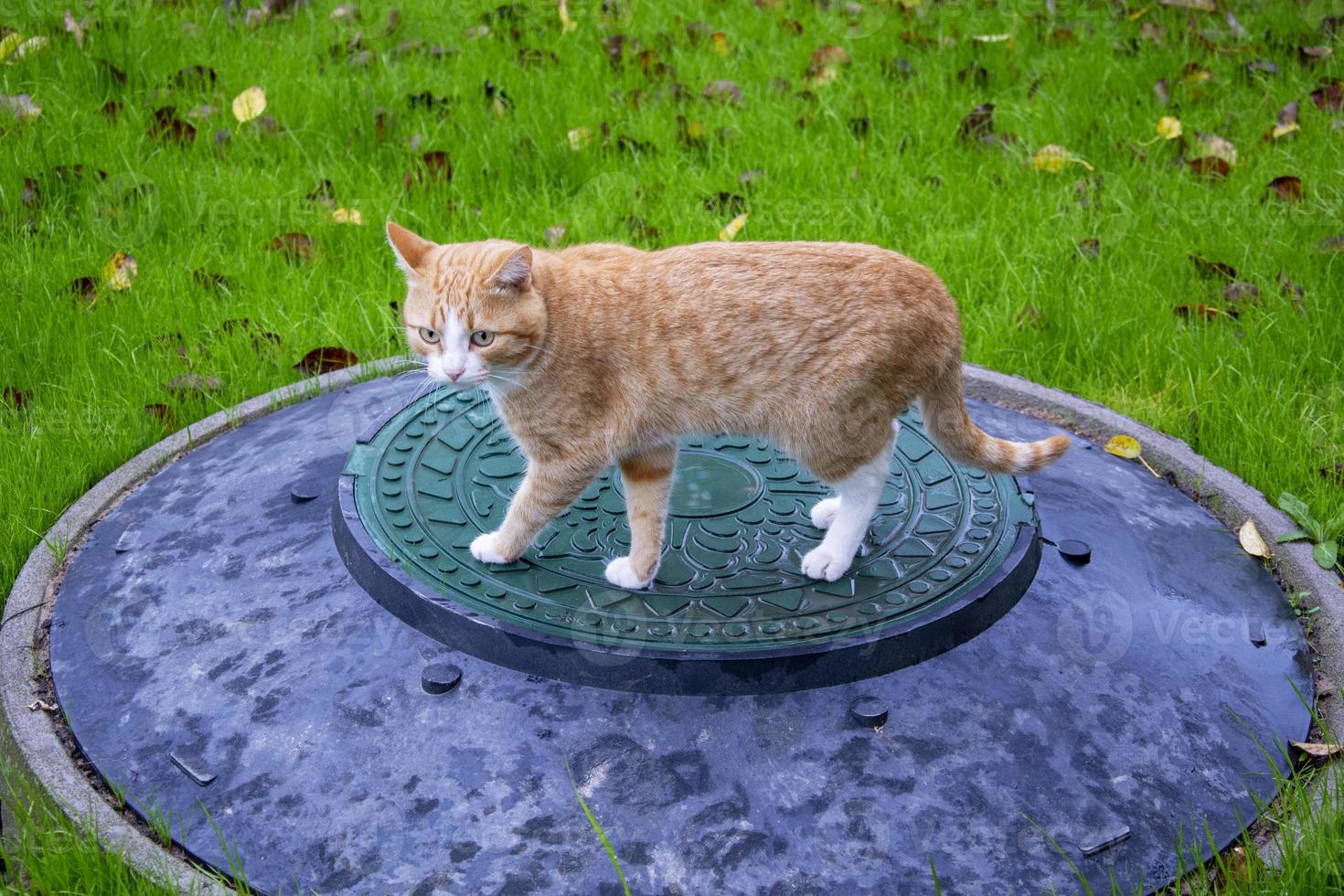 Cat on the lawn grass. A ginger kitten stands on a sewer manhole against a background of blurred green grass. photo