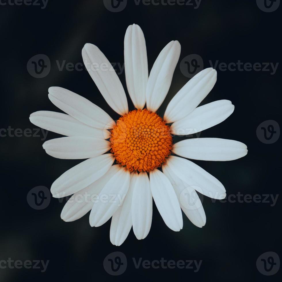 Beautiful symmetrical orange and white flower photo