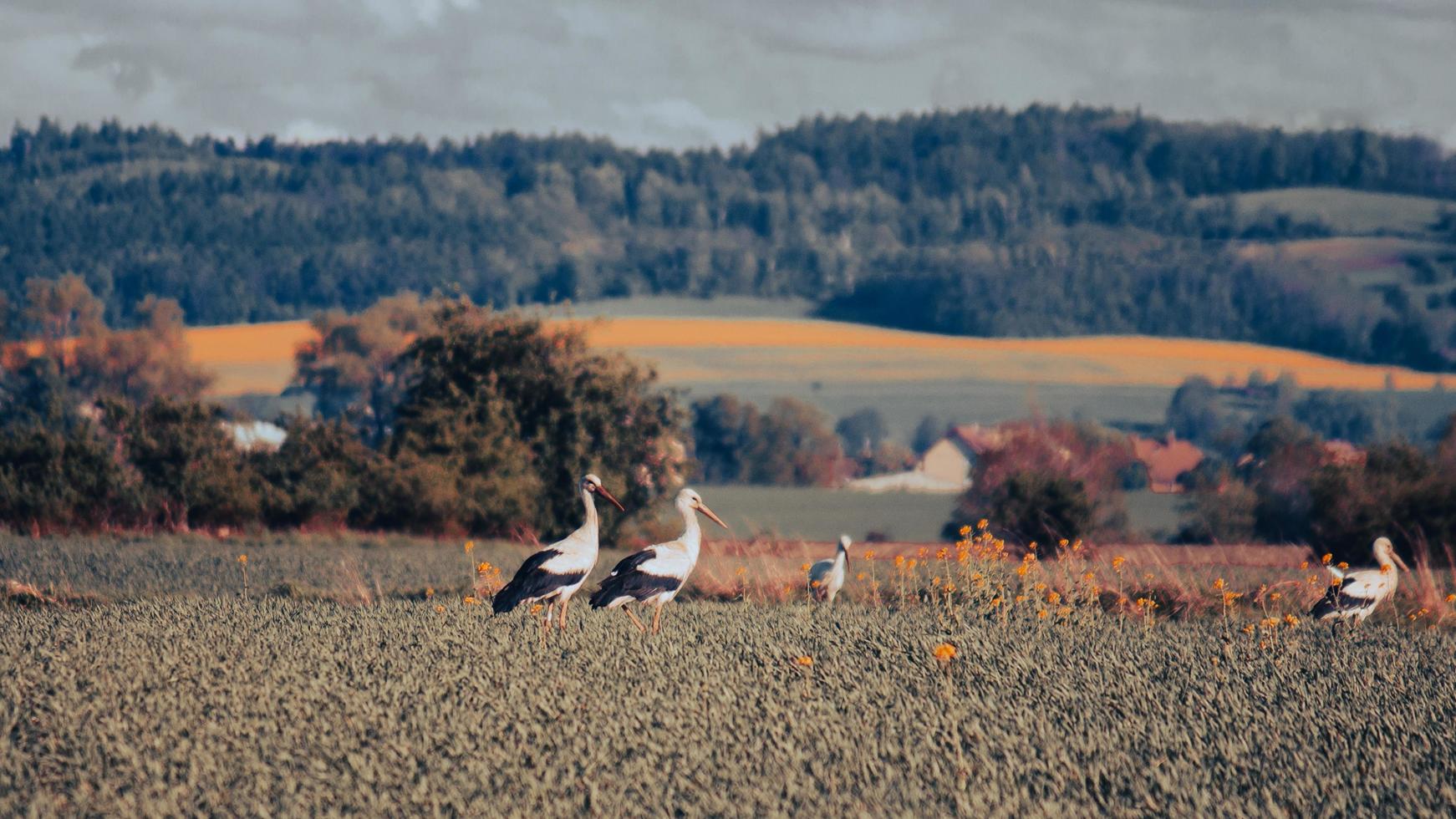 una familia de cigüeñas en un campo foto