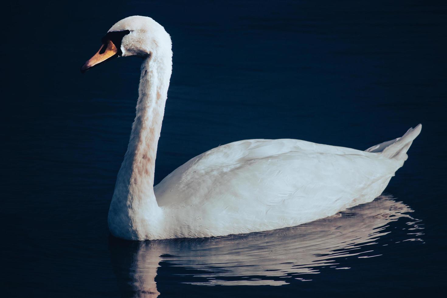 White swan on a background of smooth water photo