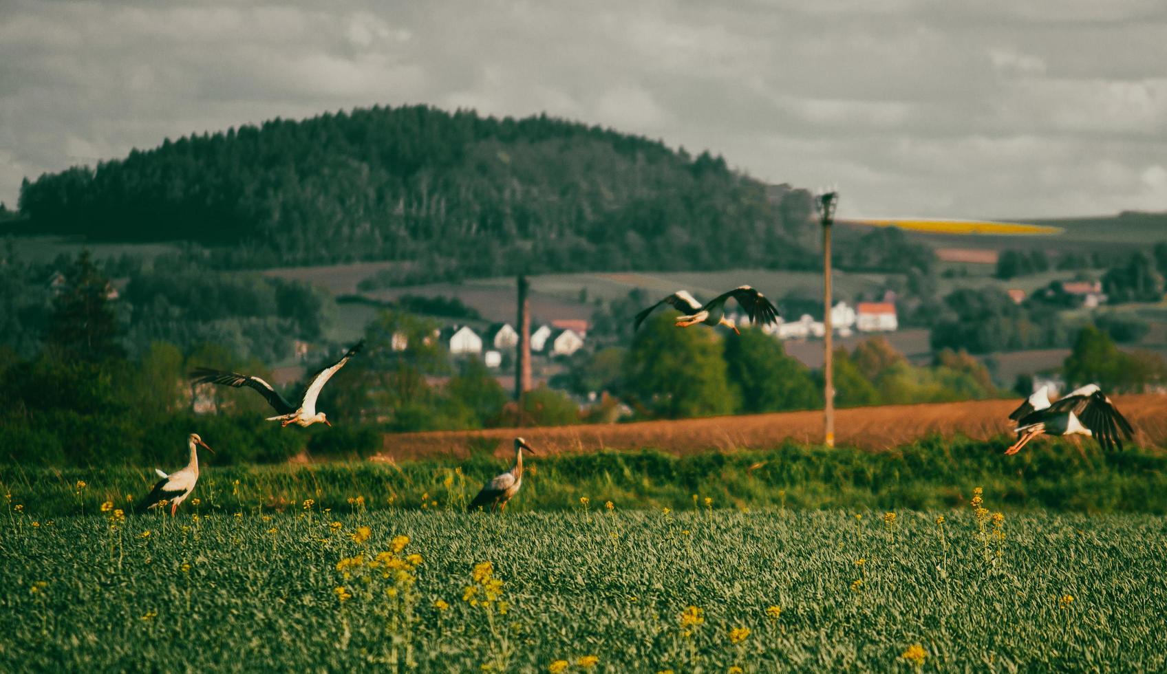 A family of storks in a field photo