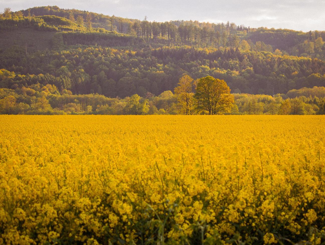 Field of yellow flowers on the background of a hill photo