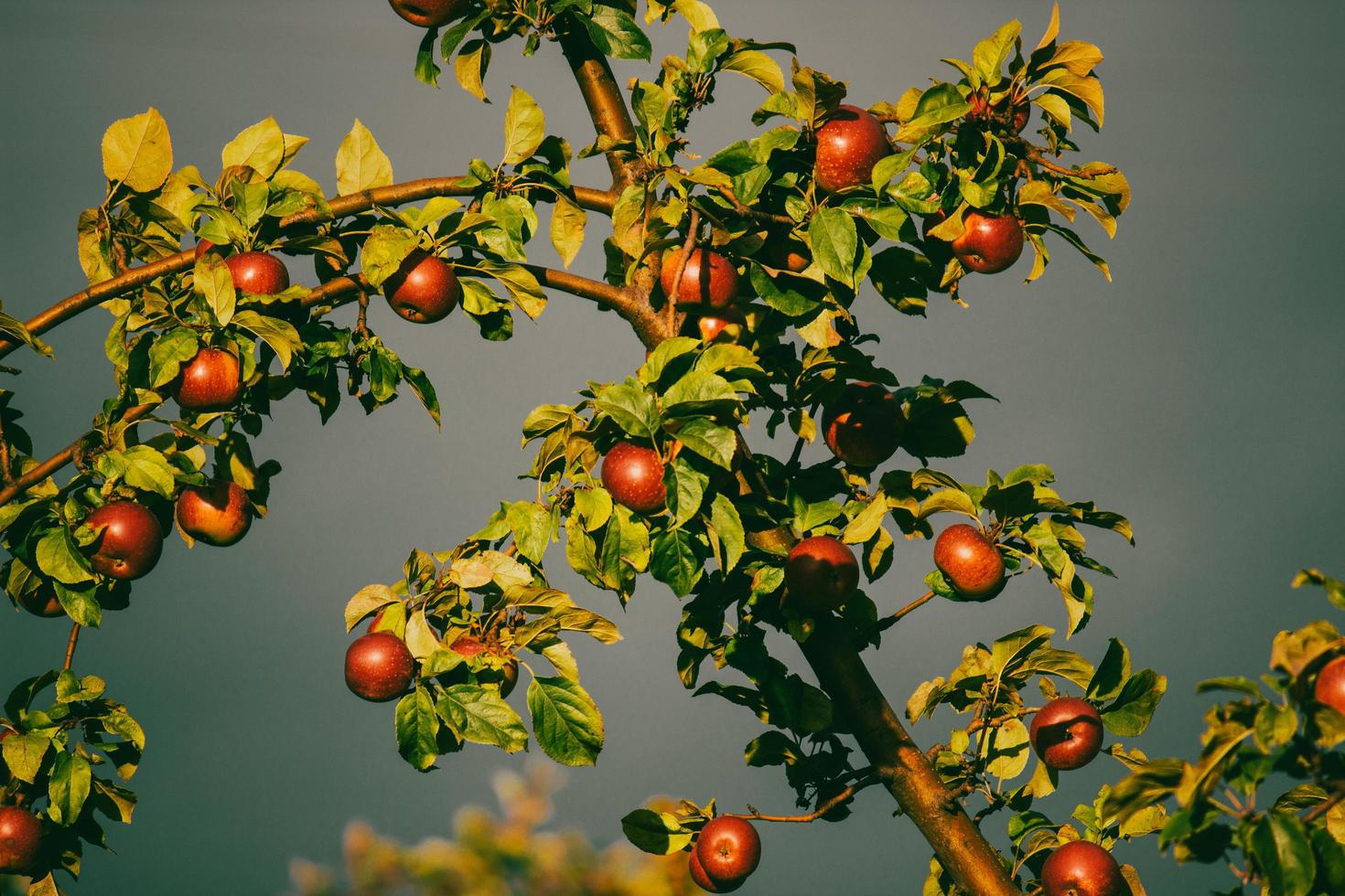 A big red apple on the branch photo