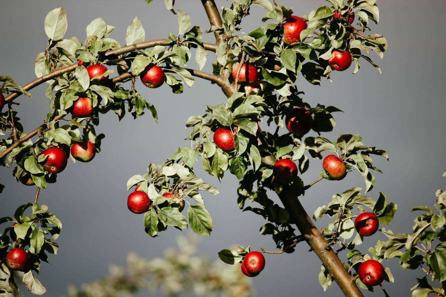 una gran manzana roja en la rama foto