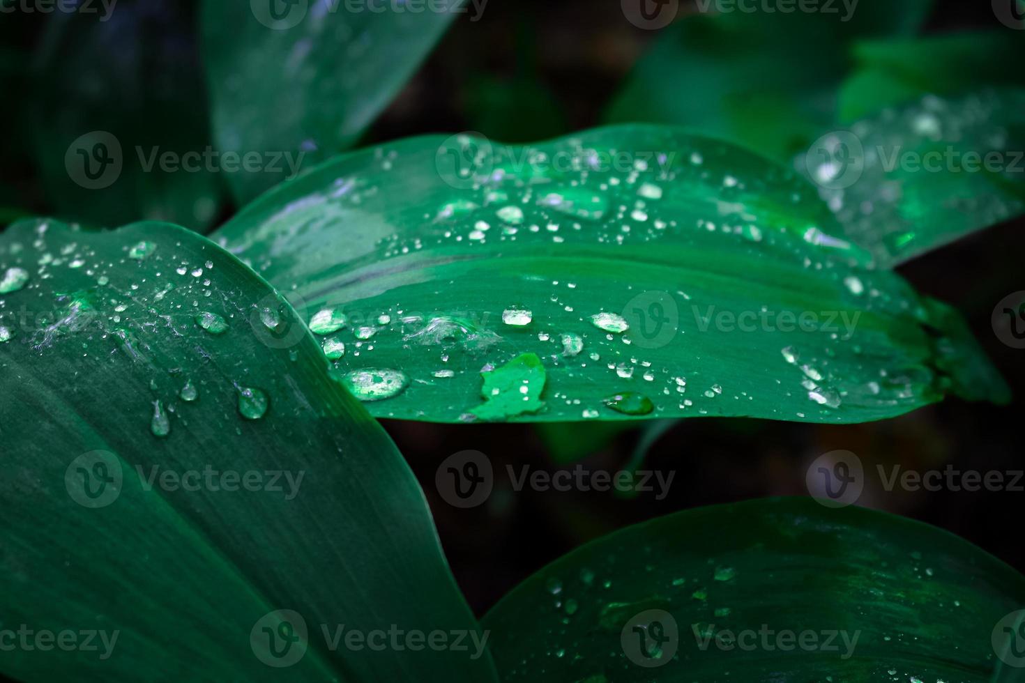 Green long lilly of the valley leaves with rain drops on dark black background photo