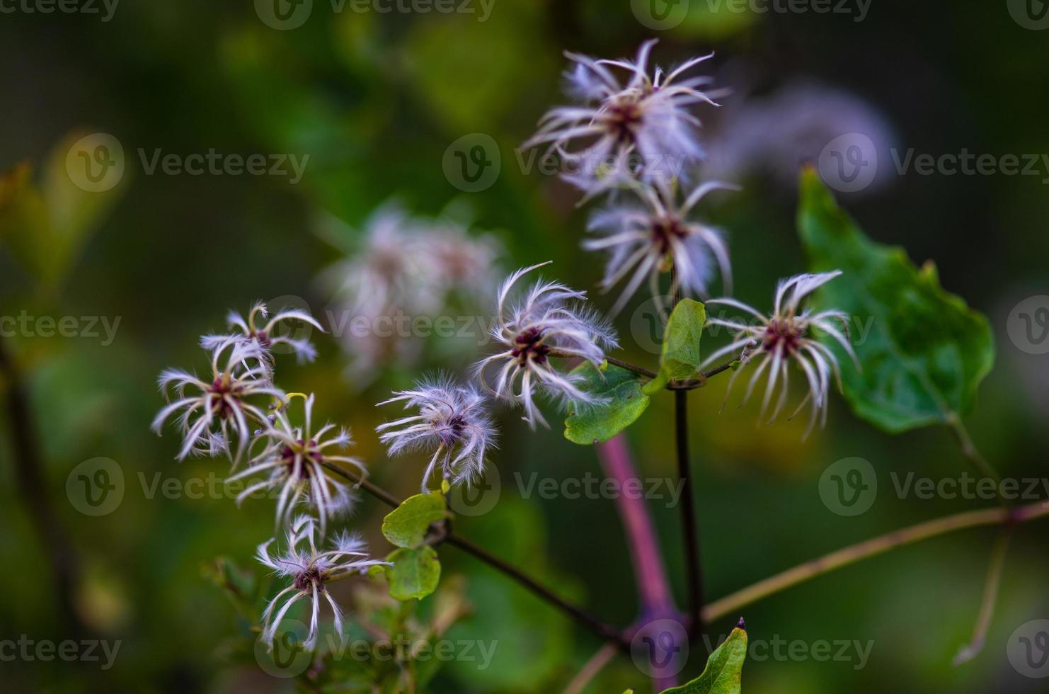 Close up of wild plant photo