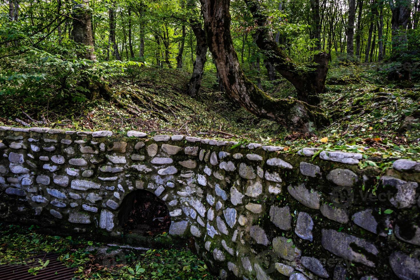 bosque rural en gombori pass foto