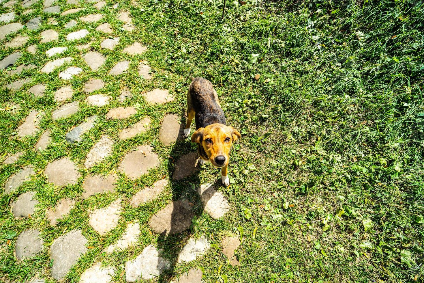 lindo perro sin hogar foto