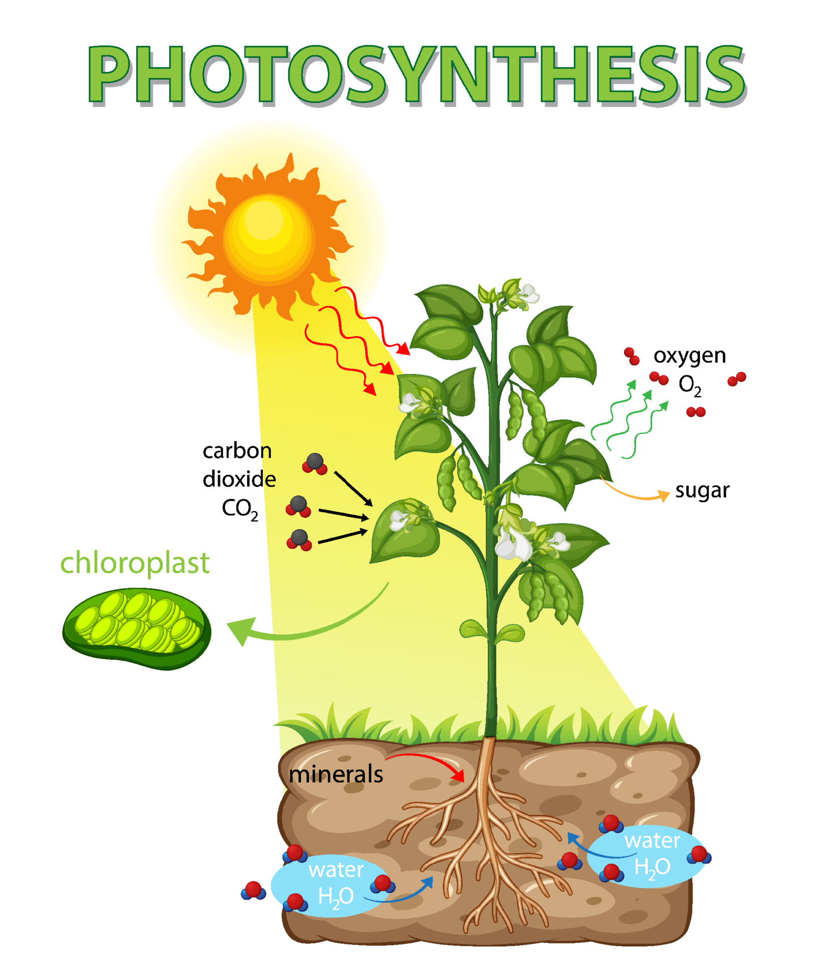 Diagram showing process of photosynthesis in plant 3583632 Vector Art