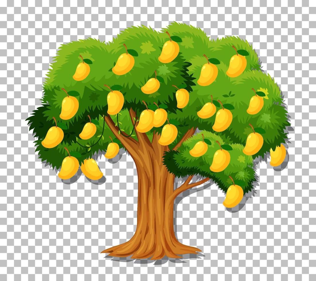 Mango tree on grid background vector