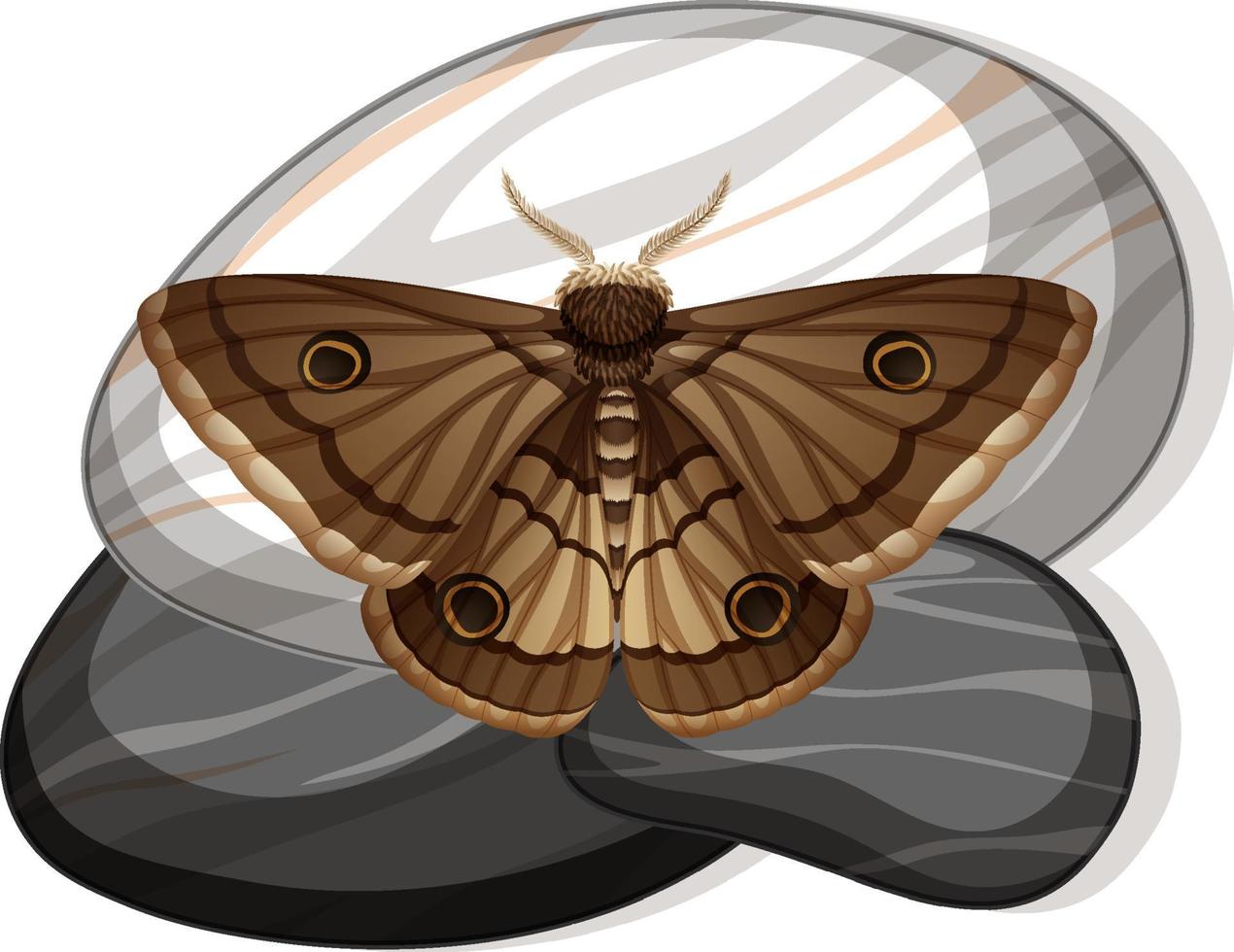 Top view of butterfly on a stone on white background vector