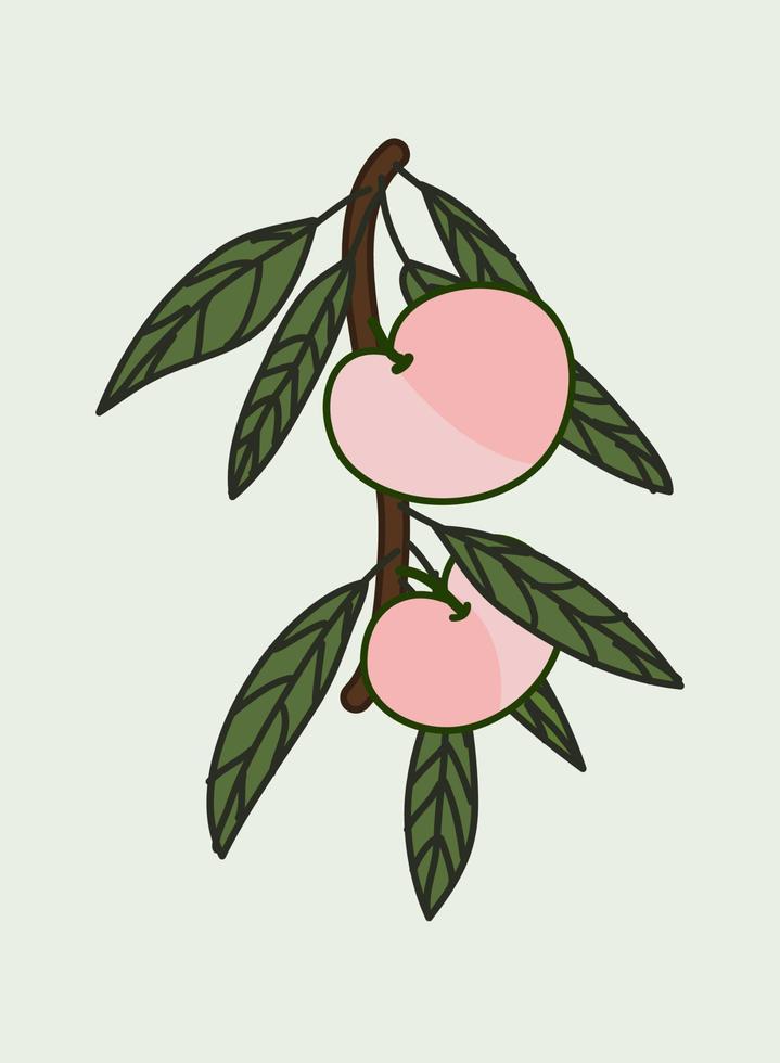 Pink Heart Fruit Vetor vector