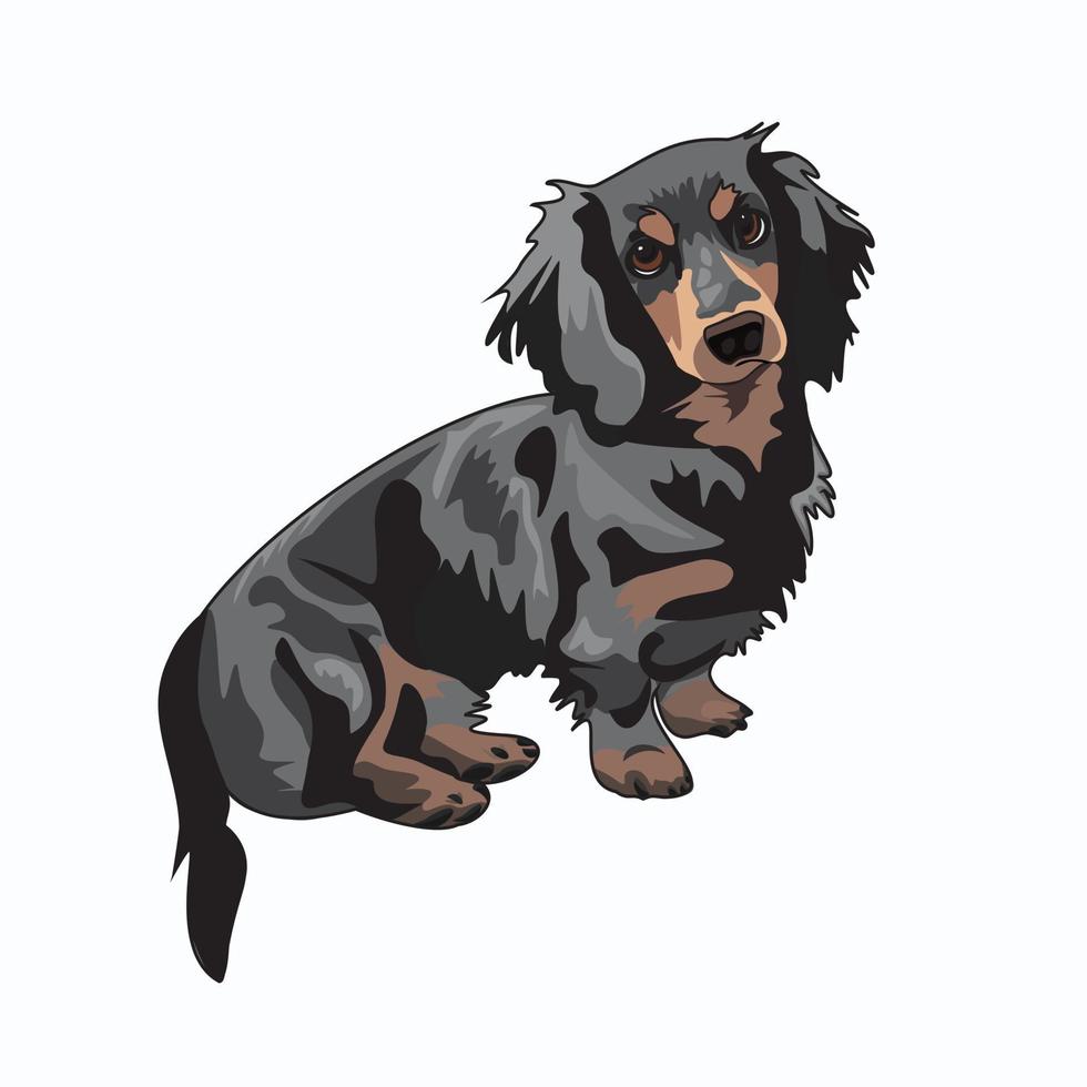 Realistic Marble Dachshund Drawn Vector Graphic