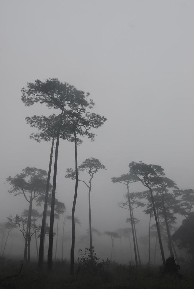pine tree forest in the mist photo