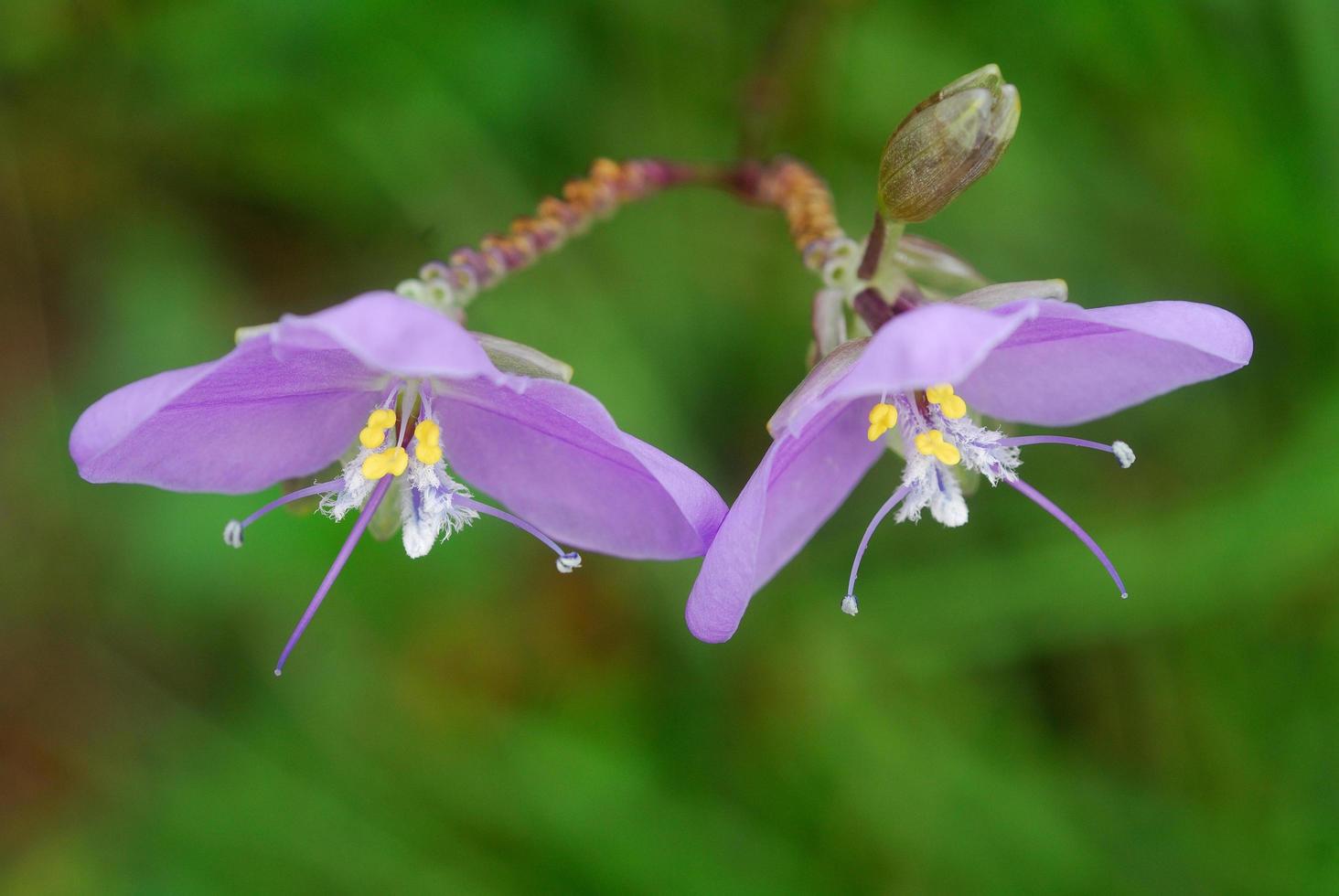 Flower giganteum Murdannia at Phusoidao mountains in Thailand photo