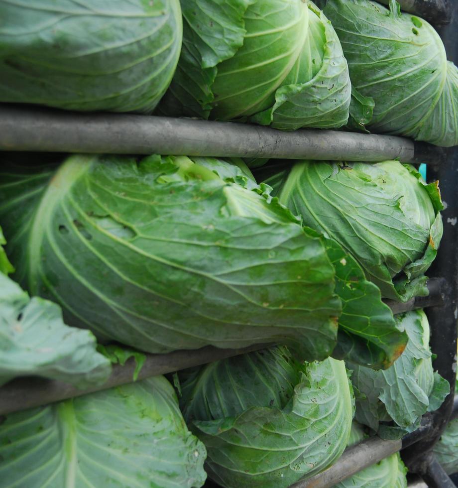 Big Cabbage on truck photo