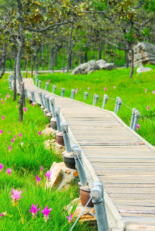 Walkway for Siam tulips blooming field photo