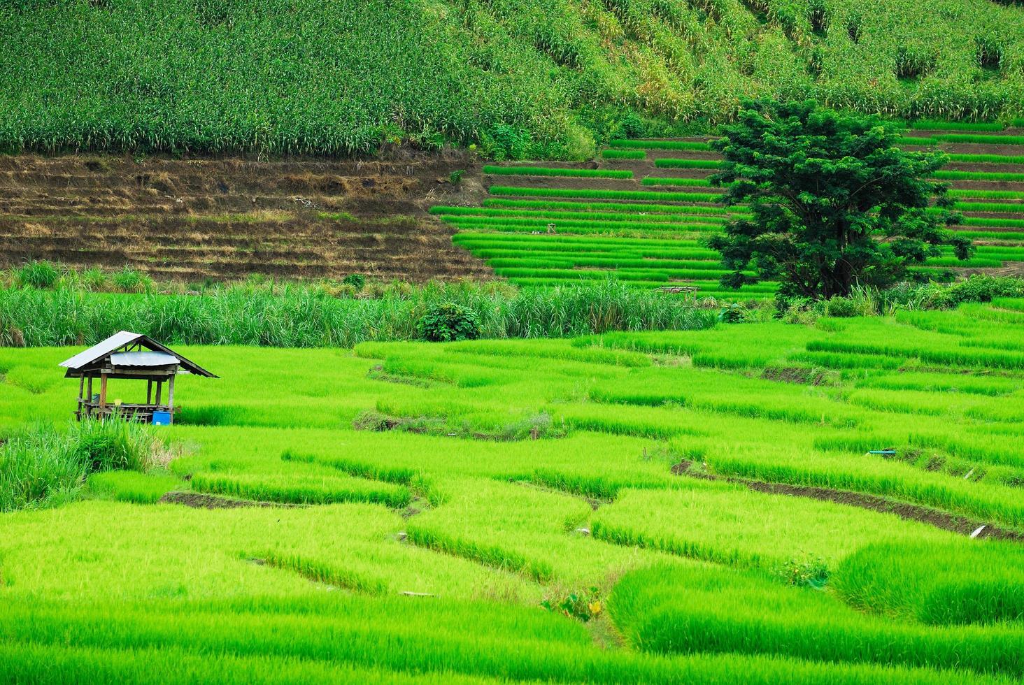 Terraza de campos de arroz en el distrito de Mae Chaem, Chiang Mai, Tailandia foto