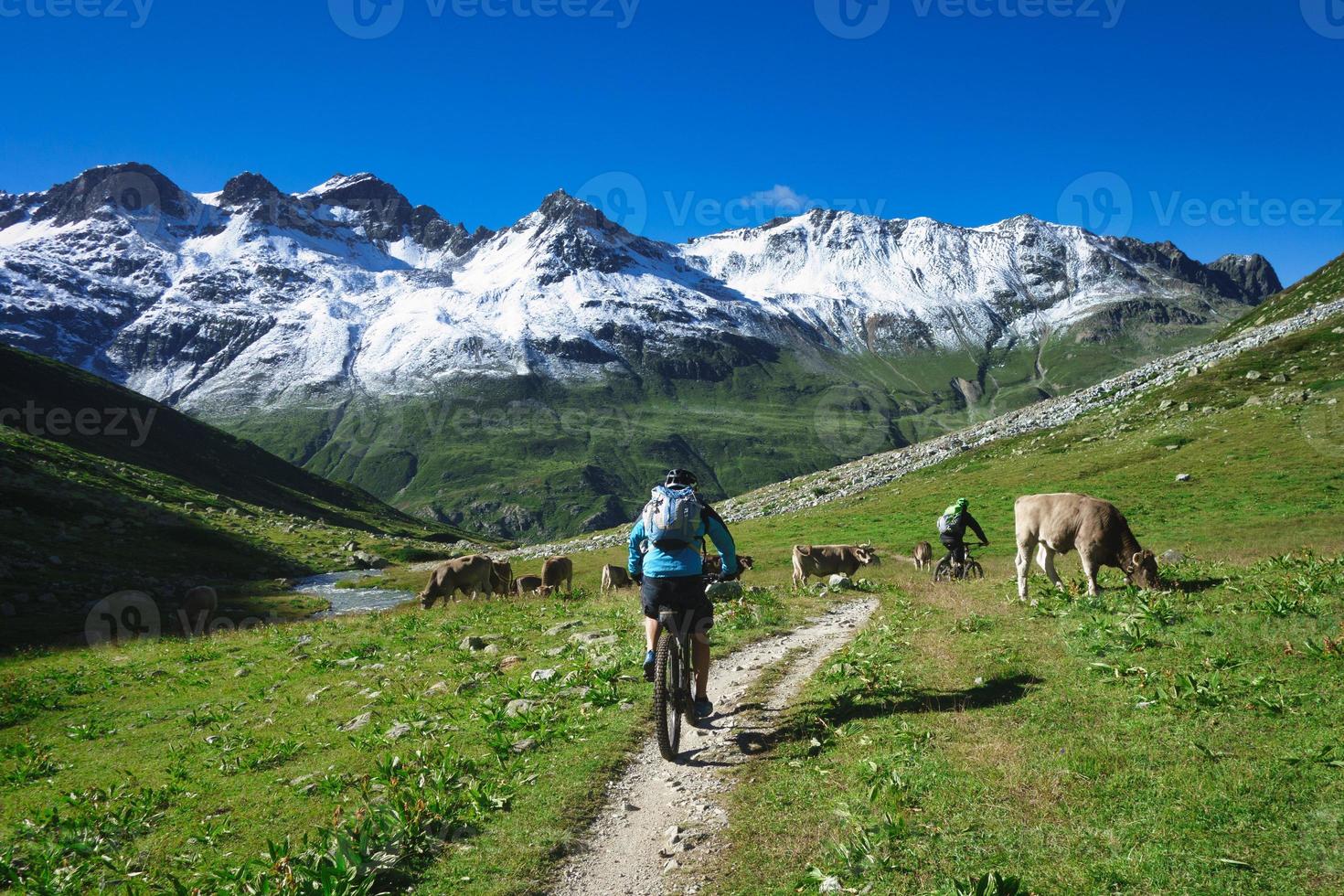 Mountain cyclist passes by a herd of cows photo