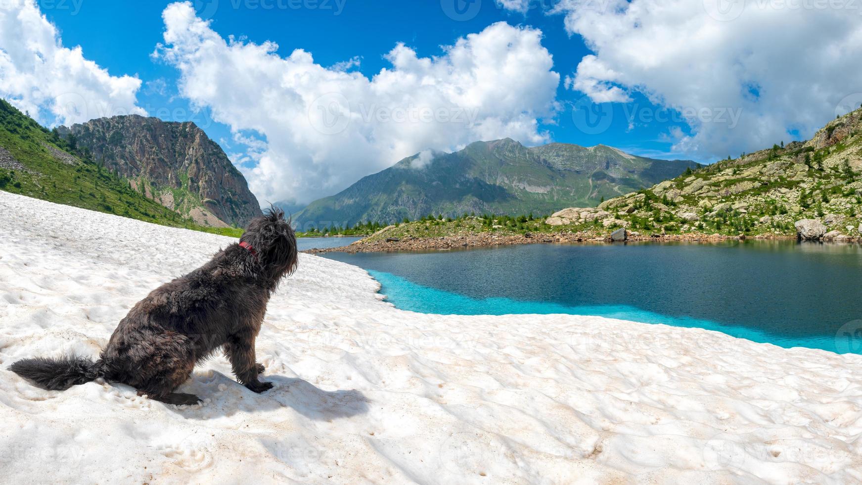 perro pastor en la nieve cerca del lago de montaña foto