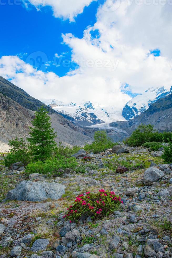 Rhododendrons under mountains of glaciers in the Alps photo