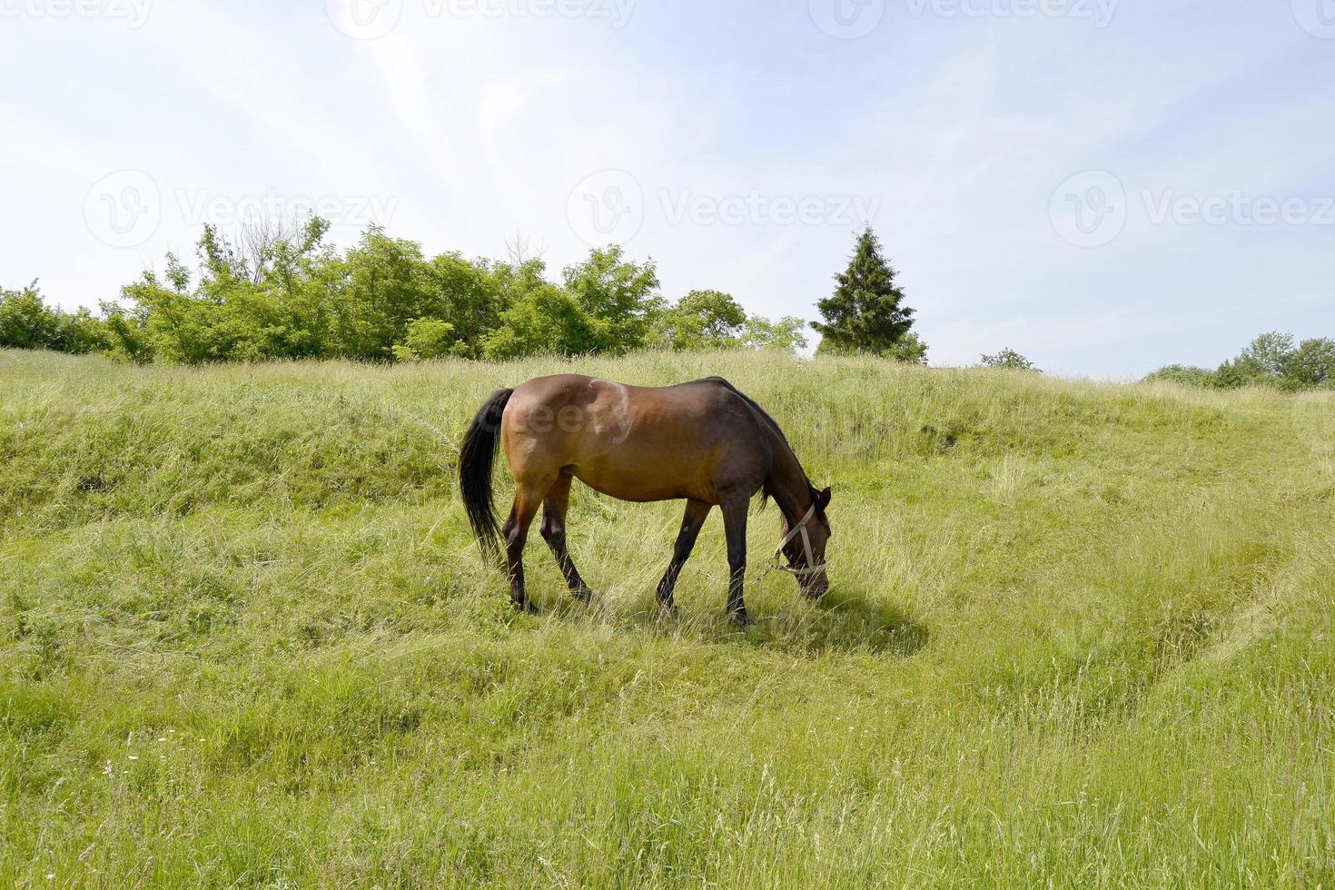 Beautiful wild brown horse stallion on summer flower meadow photo