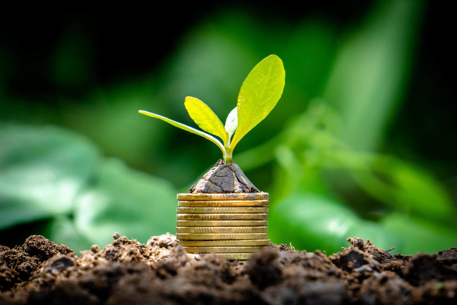 Close up tree growing from coins photo