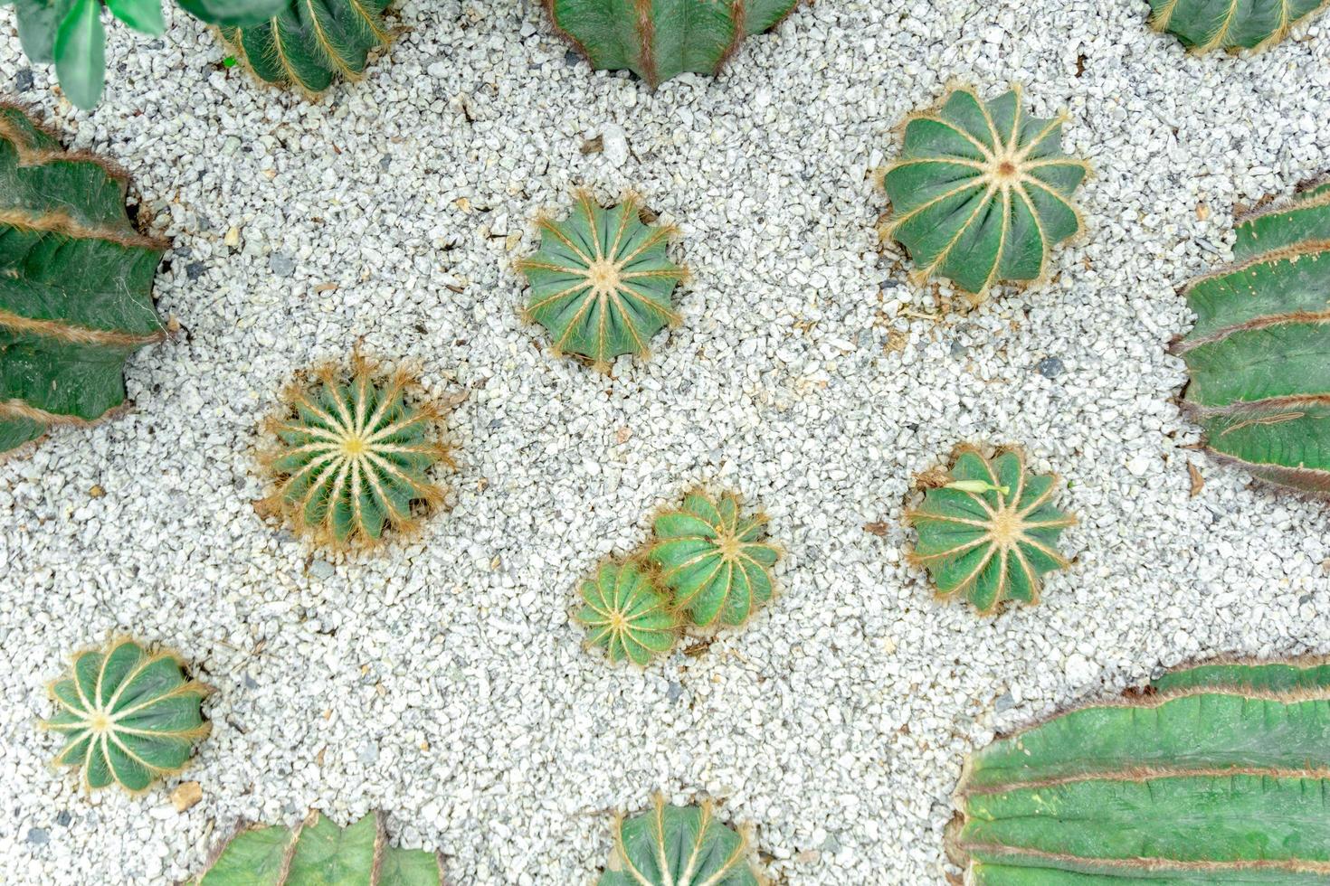 Top view cactus on white small stone photo