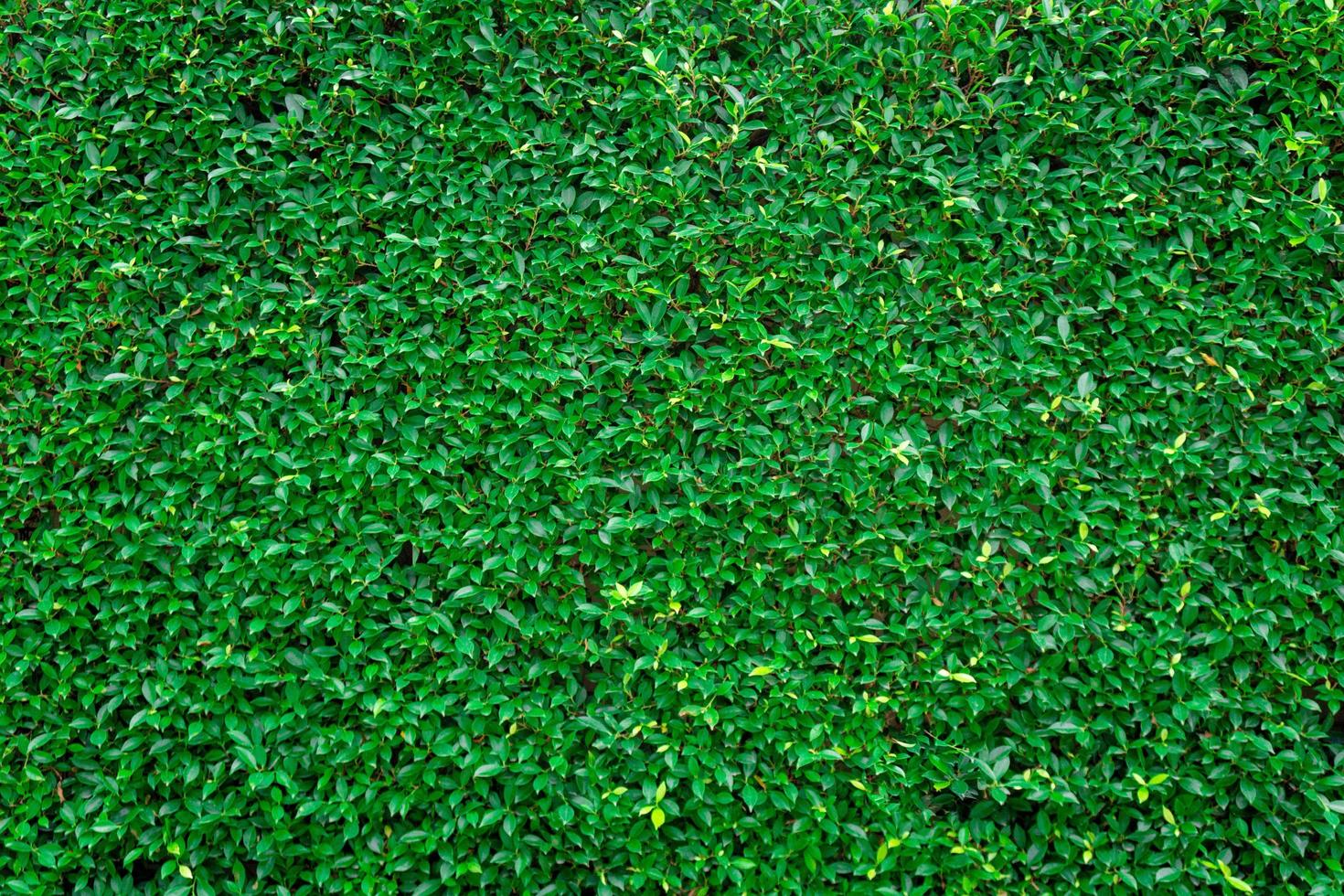 Grass wall texture and background photo