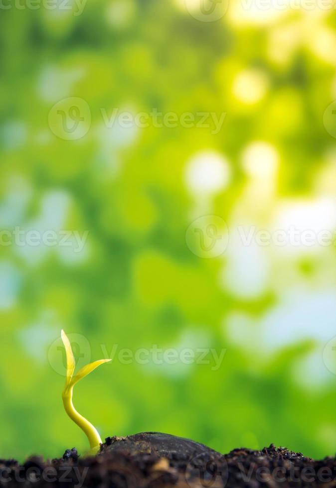 Frescura nueva vida, hojas de plántulas de plantas jóvenes en la naturaleza. foto