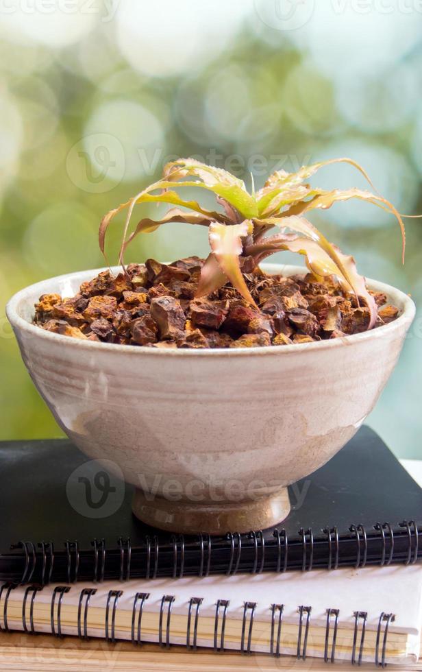 Bromeliad growing in the small ceramic pot photo