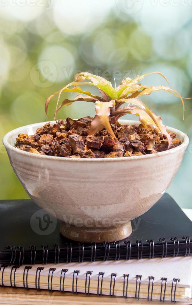 bromelia creciendo en la pequeña olla de cerámica foto