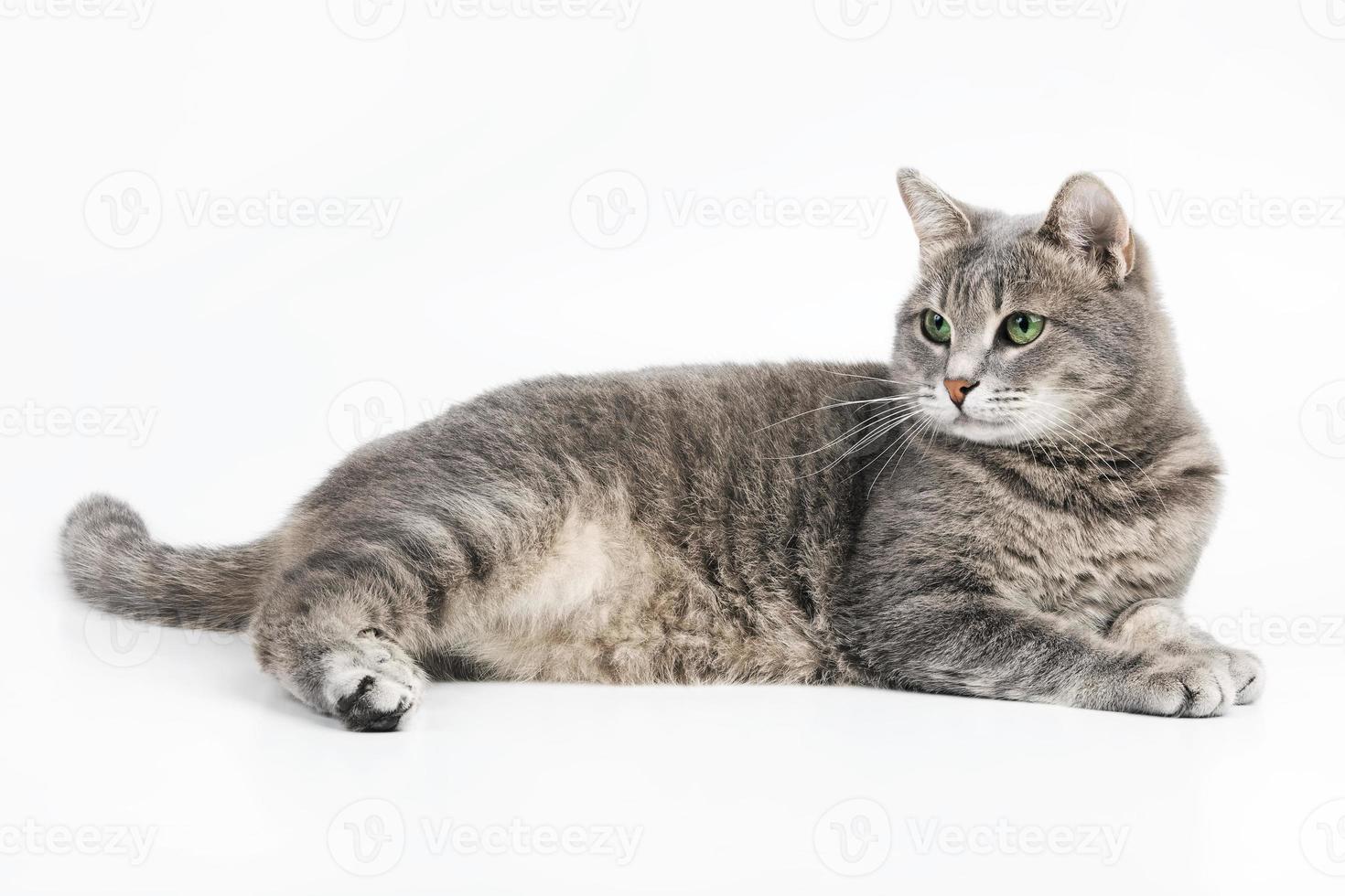 Gray fluffy cat photo