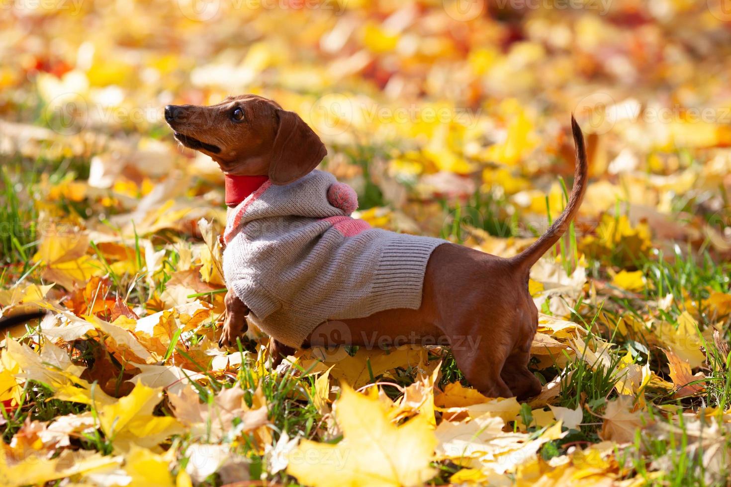 Brown dachshund in a knitted sweater among autumn leaves photo