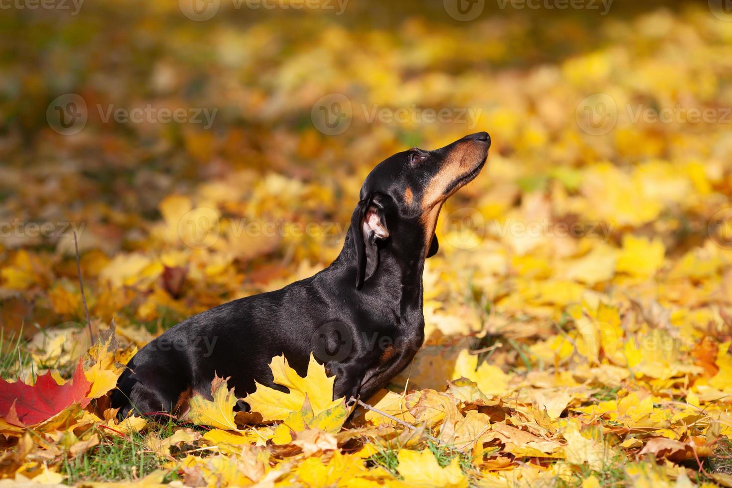 Black little dachshund sits on yellow maple leaves photo
