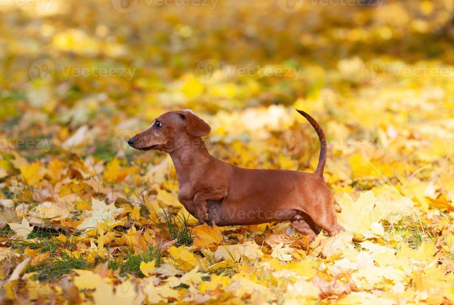 Brown dachshund stands on yellow maple leaves photo