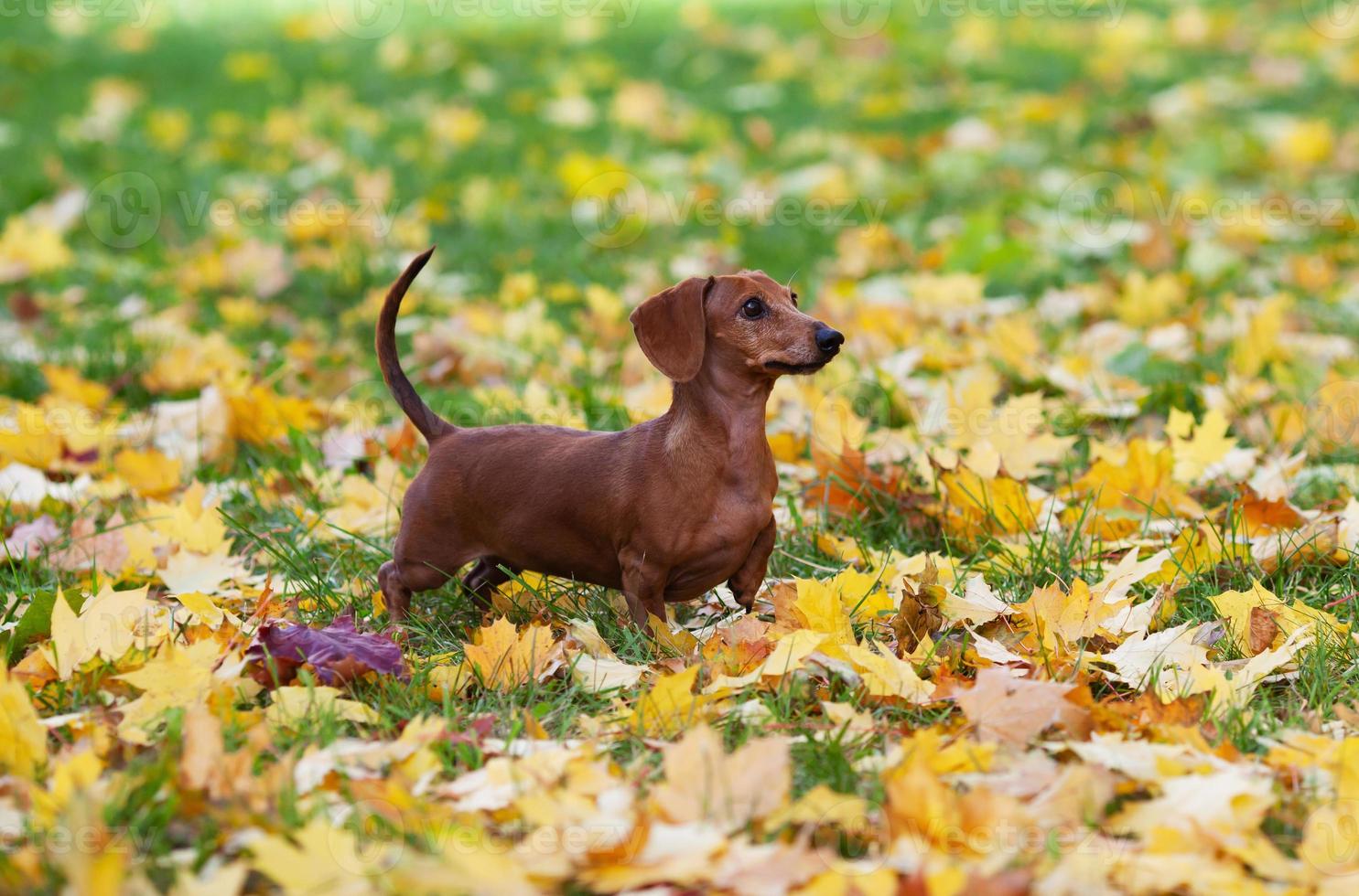 Brown dachshund stands on yellow maple leaves photo