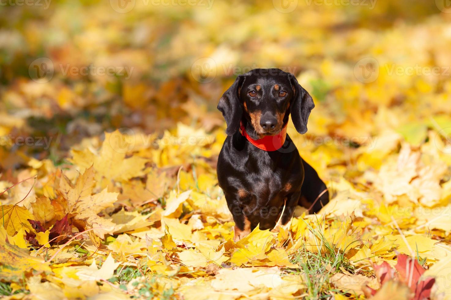 Black dachshund in a red collar sits on yellow maple leaves photo