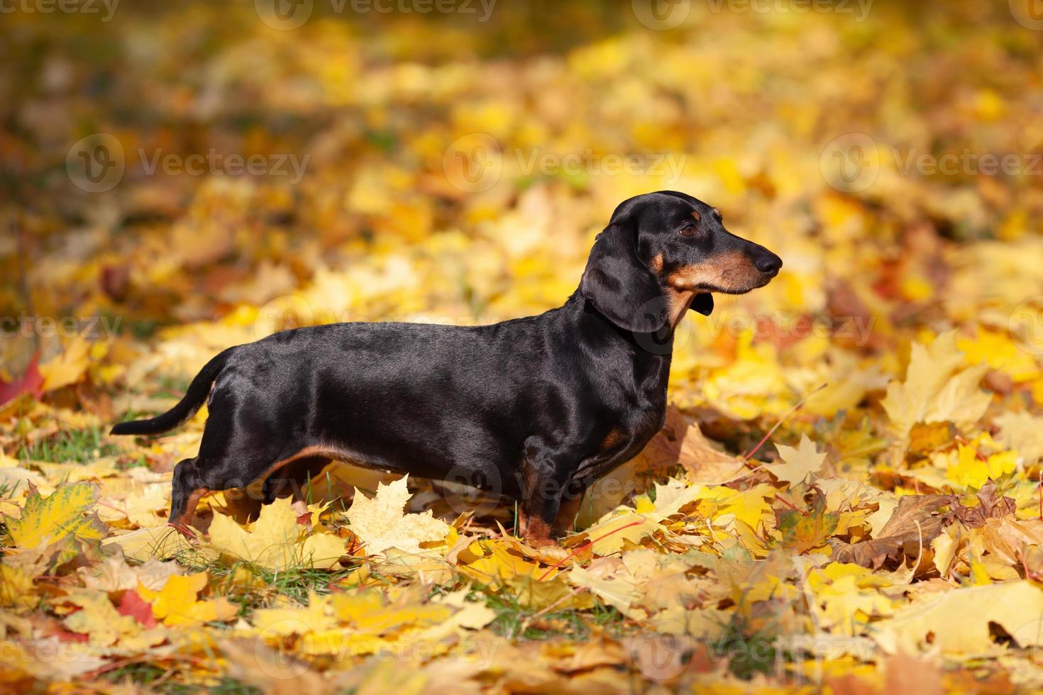 Black dachshund stands on yellow maple leaves photo