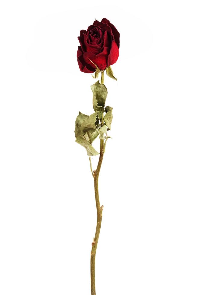 Vinous dried rose photo