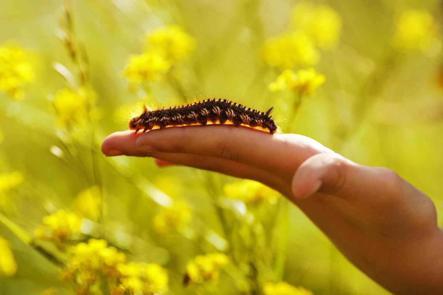 Large hairy caterpillar crawling on arm photo