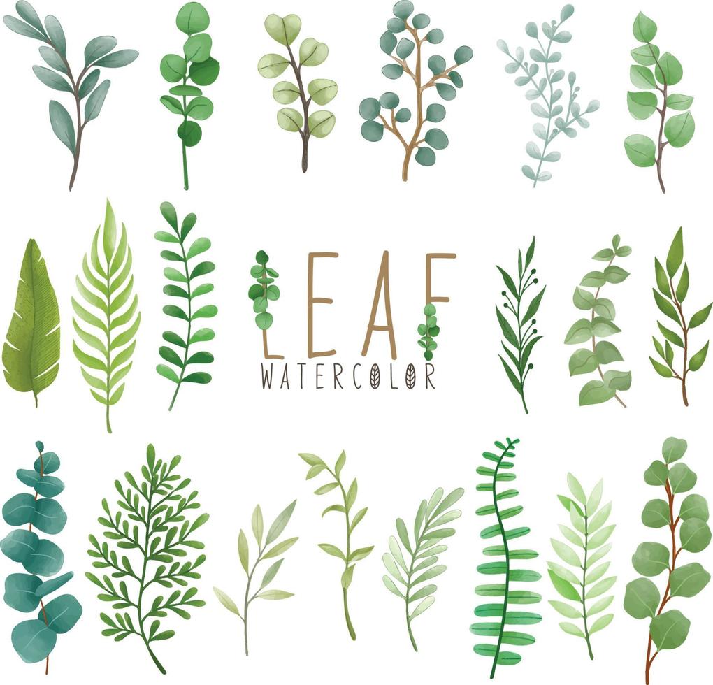 Set of watercolor painted Leaf, Green leaves clipart. Hand drawn isolated on white background vector