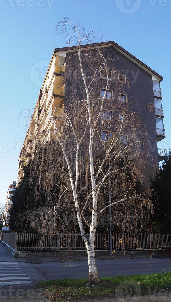 Birch aka Betula tree in an urban park photo